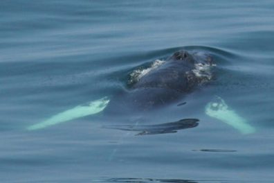 Maine whale watch with New England EcoAdventures in Kennebunkport, ME