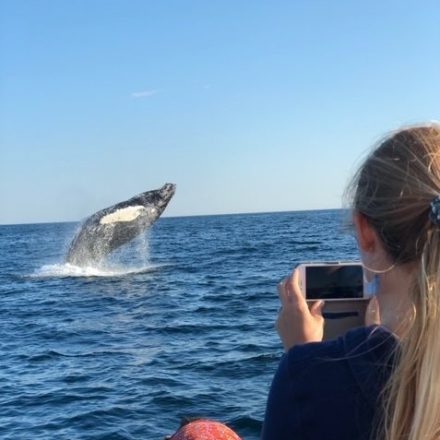 Whale Watching in Kennebunkport - New England EcoAdventures