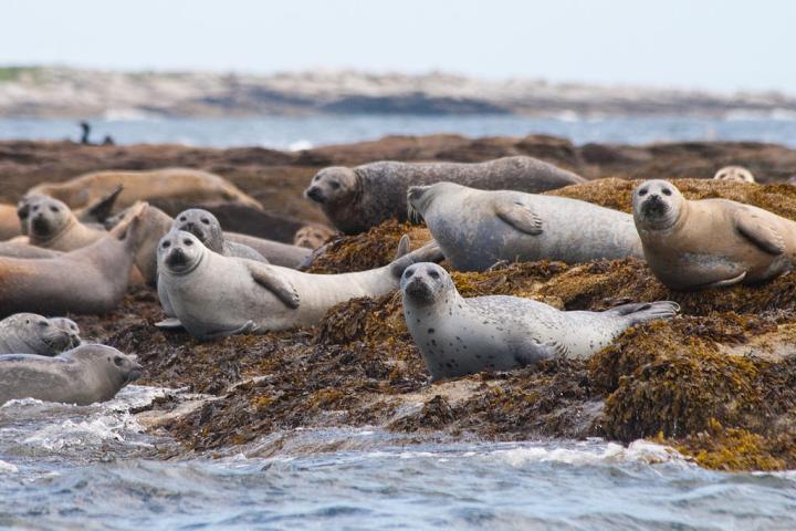 Seals in Kennebunkport, ME - Seen during Kennebunk, ME. Adventure Seal Watch