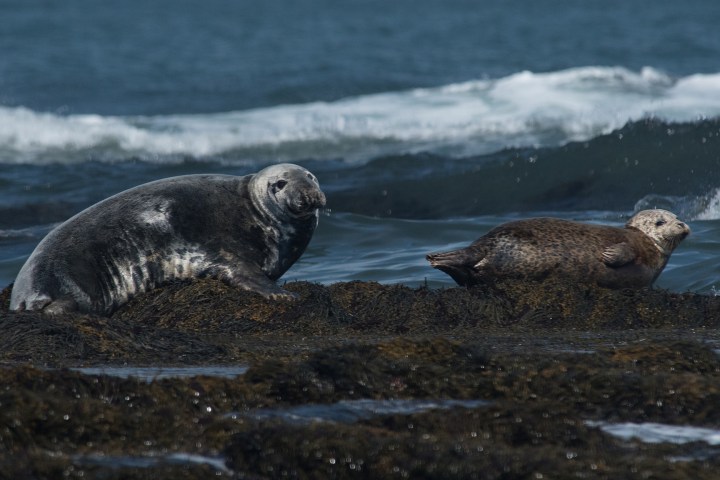 Seals in Saco, ME - Seen during Kennebunk, ME. Adventure Seal Watch