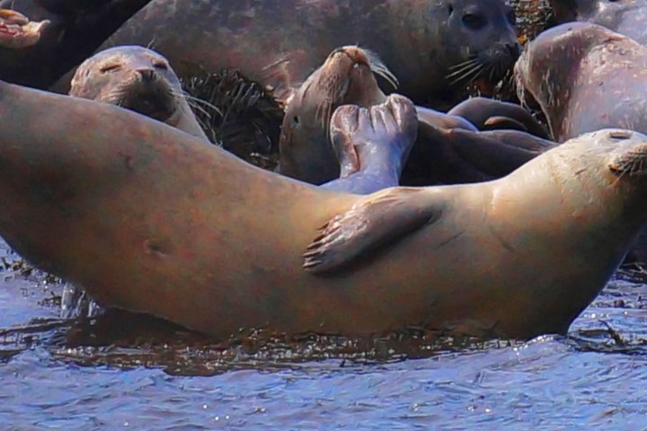 Seals in York Beach, ME - Seen during Kennebunk, ME. Adventure Seal Watch