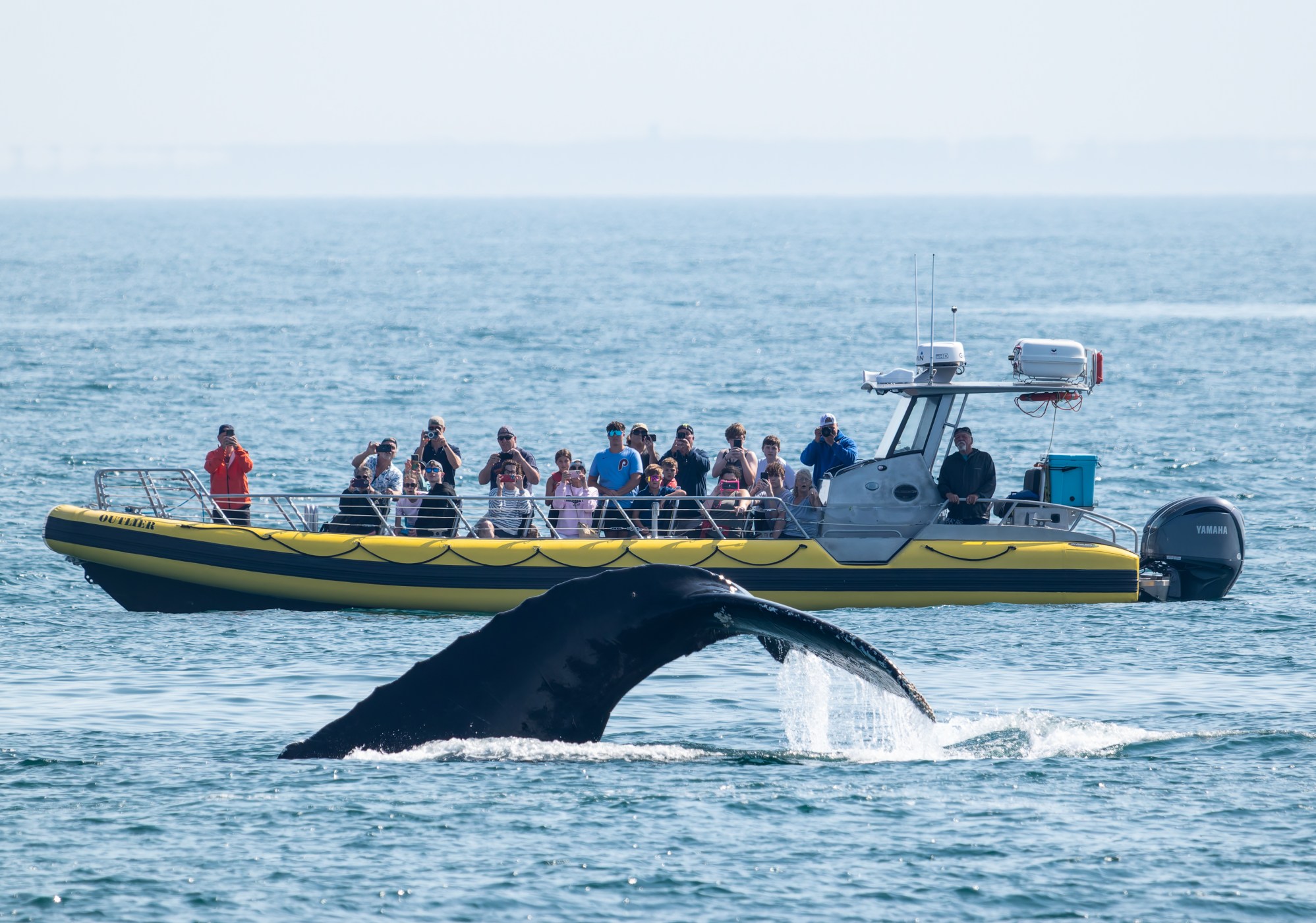 Ultimate Whale Watch Kennebunkport | New England EcoAdventures