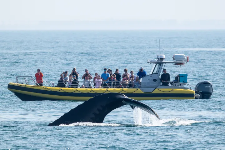 New England EcoAdventures. Kennebunk, Maine