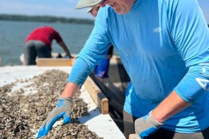 Mere Point Oyster tour