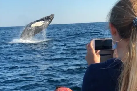 Whale watching in kennebunkport