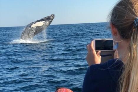 eco-adventure whale watch Maine