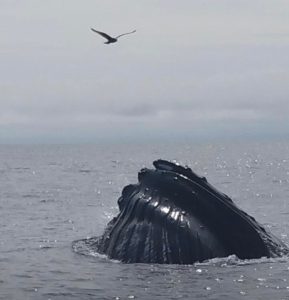 kennebunkport whale watch