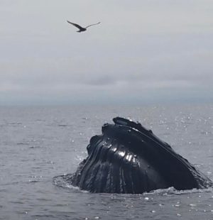 kennebunkport whale watch