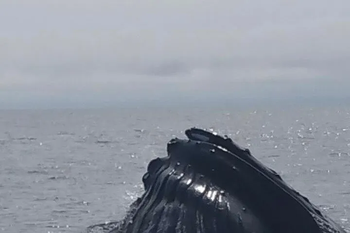 kennebunkport whale watch