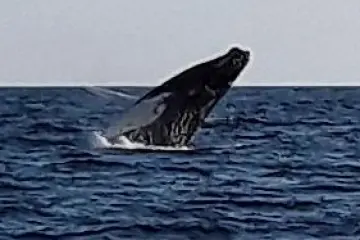 eco-adventure whale watch Maine