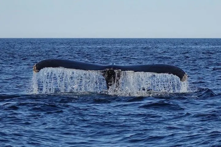 eco-adventure whale watch Maine