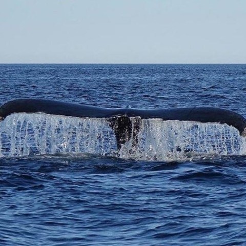eco-adventure whale watch Maine