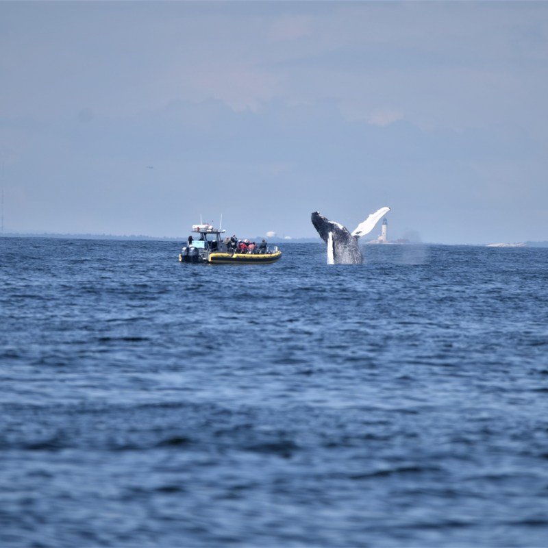 whale watching in Kennebunkport, Maine