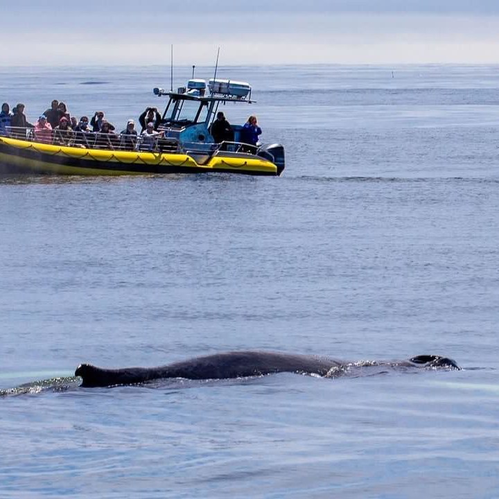 eco-adventure whale watch Maine