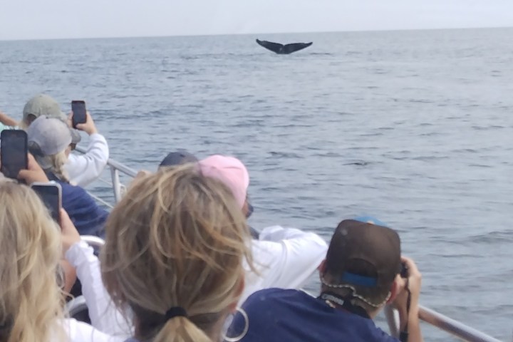 eco-adventure whale watch Maine