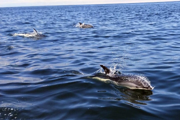 eco-adventure whale watch Maine