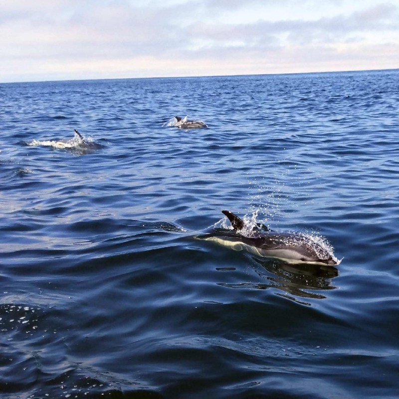 eco-adventure whale watch Maine