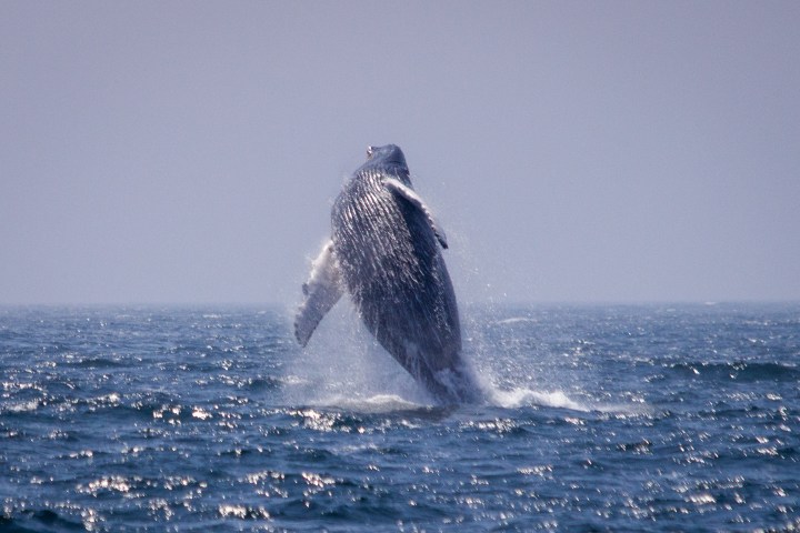 New England EcoAdventures. Portland, Maine