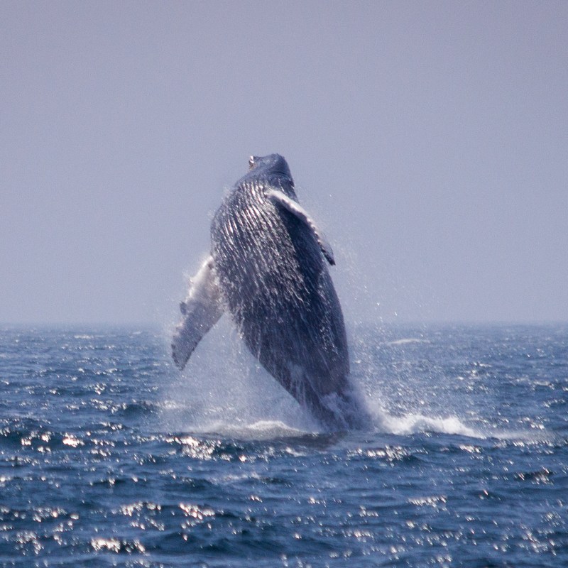 New England EcoAdventures. Portland, Maine