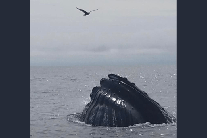 eco-adventure whale watch Maine