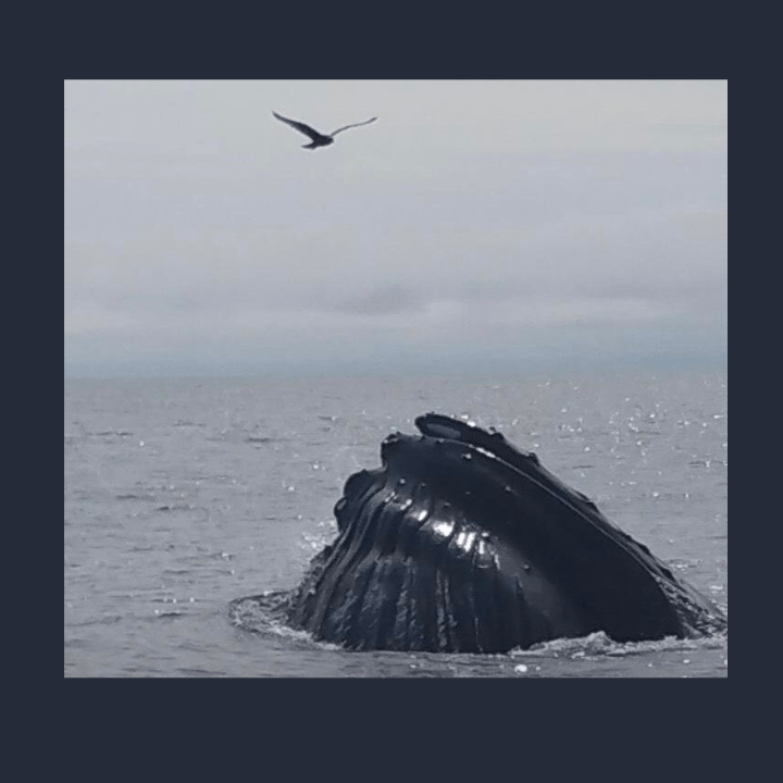 Eco-adventure whale watch Maine