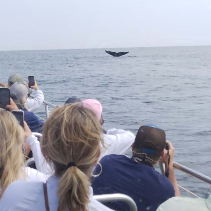 Eco-adventure whale watch Maine