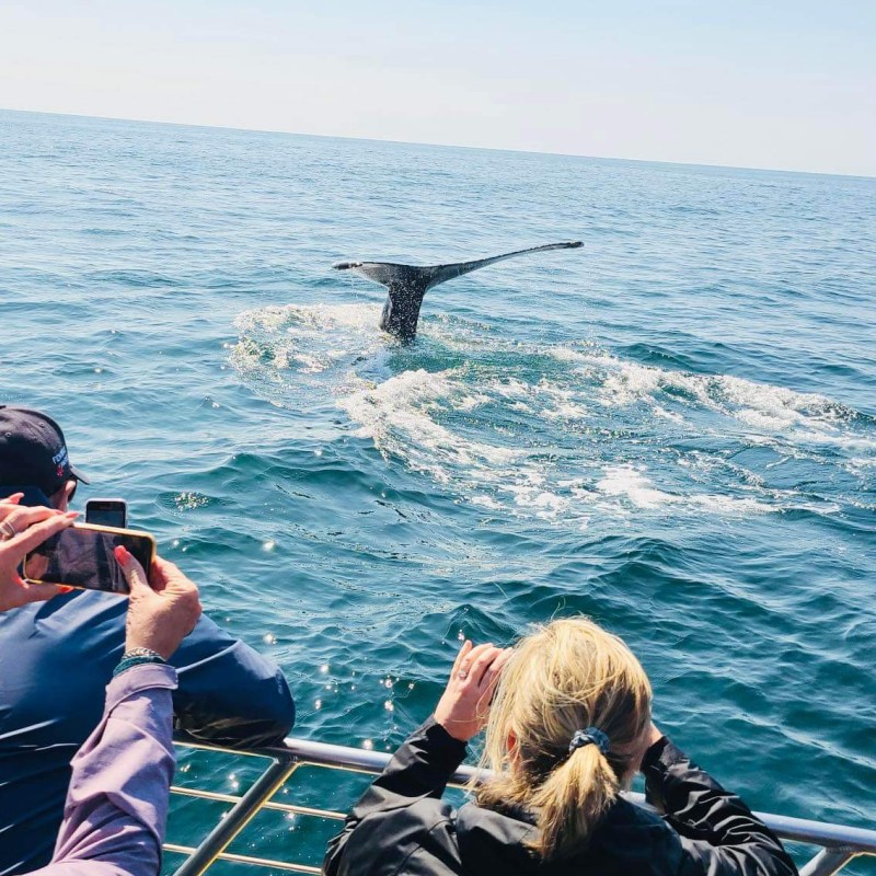 Eco-adventure whale watch Maine