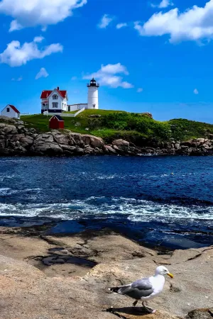 a bird standing on a rocky beach with Cape Neddick Light in the background